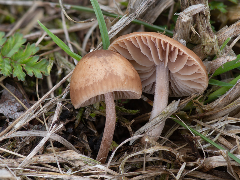 Marasmiellus carneopallidus